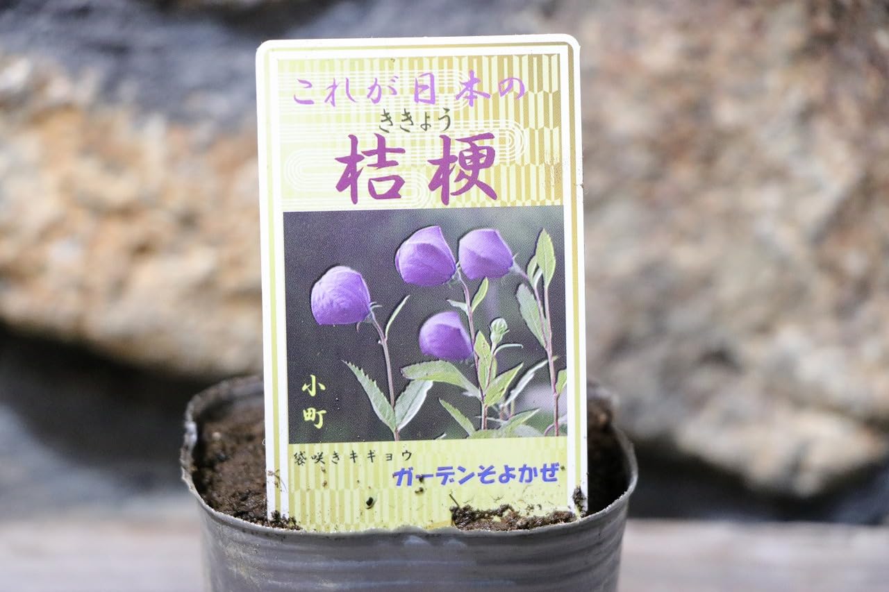 Amazon.co.jp: ノーブランド品キキョウ江戸の桔梗花壇地錦抄小町咲き紫